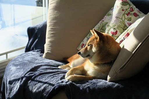 Shiba Inu