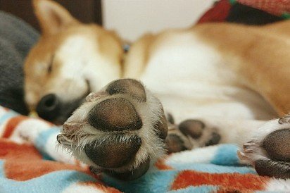 Shiba-inu paws