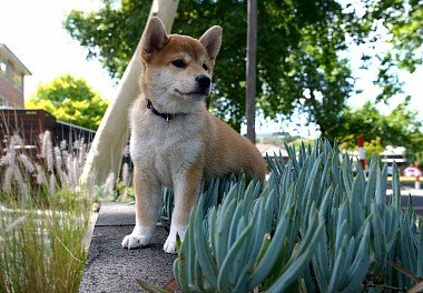 Shiba-inu