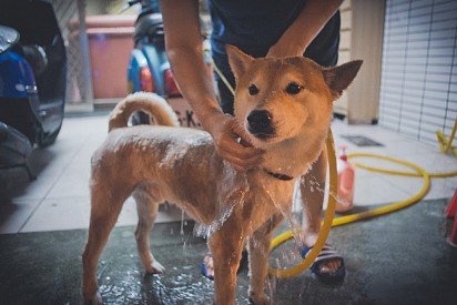 Washing a Shiba Inu