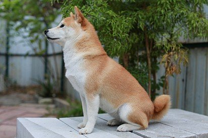 Shiba Inu in Profile