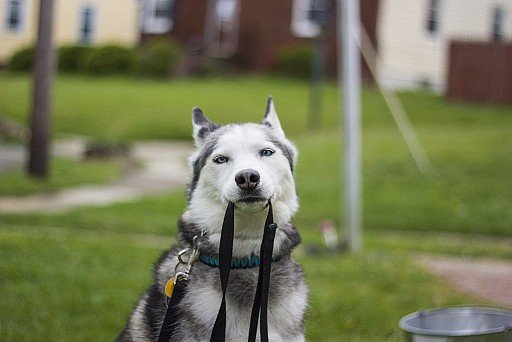 Siberian Husky