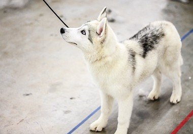 Siberian Husky