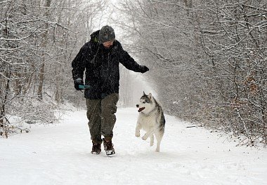 Siberian Husky