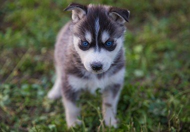 Siberian Husky