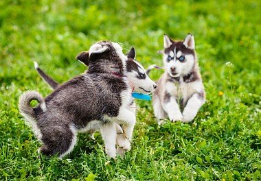 Siberian Husky