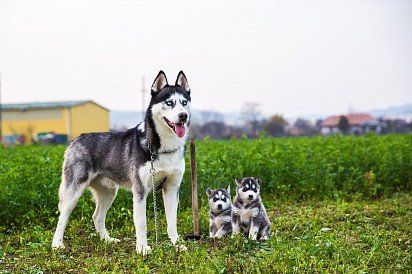 Dad with two puppies