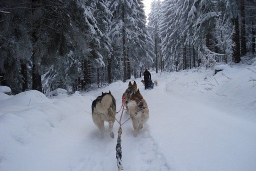 Siberian Husky