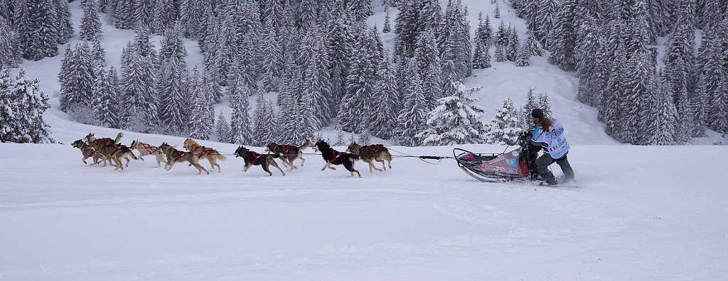 Siberian Huskies in harness