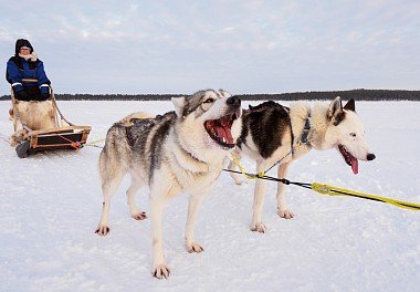 Siberian Husky