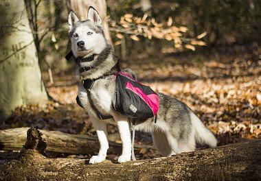 Siberian Husky