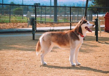 Siberian Husky