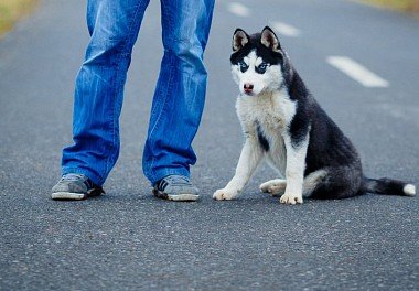 Siberian Husky