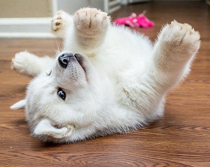 Husky puppy