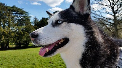 Siberian Husky