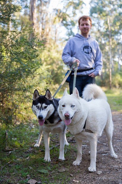 Husky on a leash