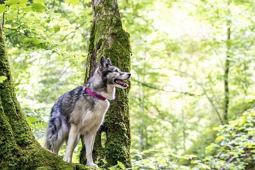 Siberian Husky