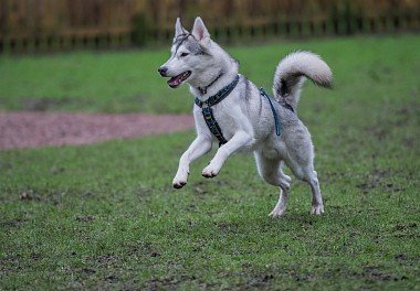 Siberian Husky