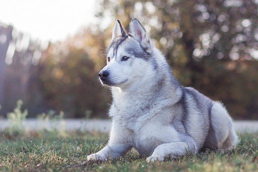 Siberian Husky