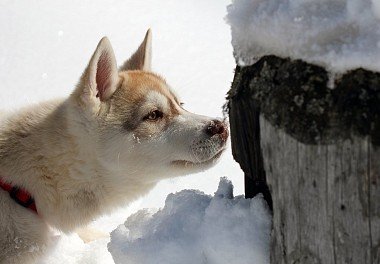 Siberian Husky