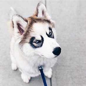 Siberian Husky