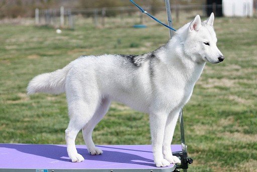 Siberian Husky