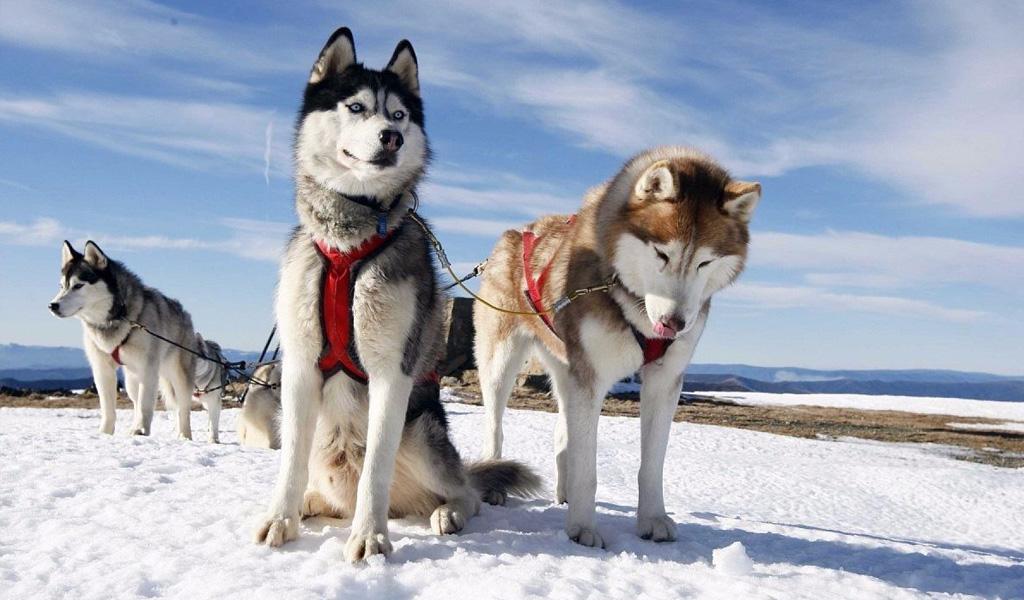 Siberian Husky