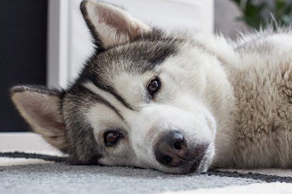 Husky Muzzle