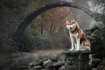 Brown husky