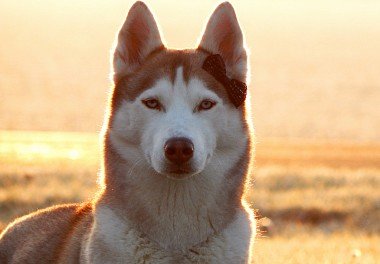 Siberian Husky