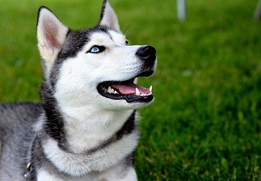 Siberian Husky