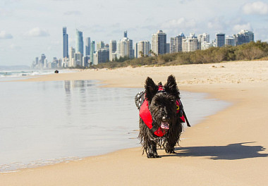 Scotch Terrier