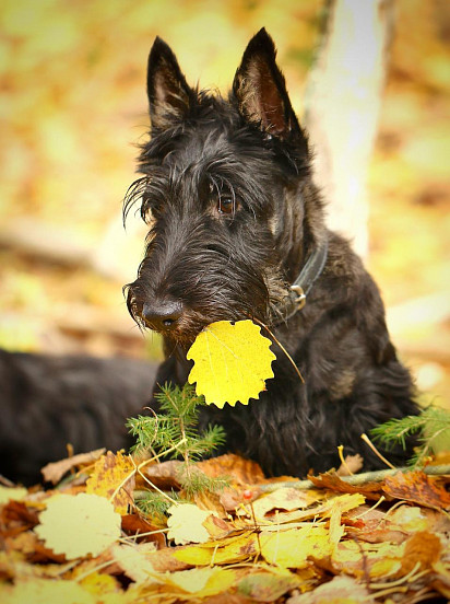 Scotch Terrier