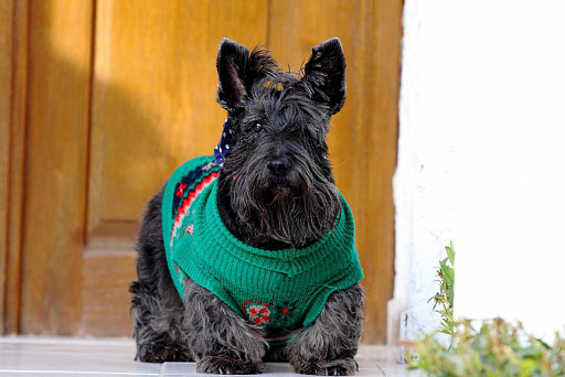 Scotch Terrier in a cute sweater