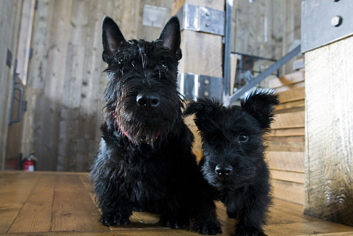 Scotch Terrier