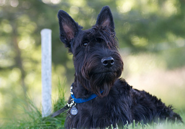 Scotch Terrier