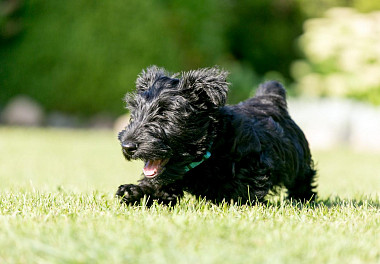 Scotch Terrier