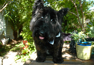 Scotch Terrier