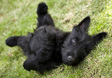 Scotch Terrier