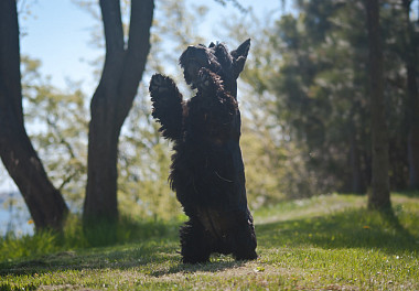 Scotch Terrier