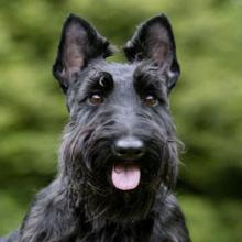 Scotch Terrier (Scottish Terrier)