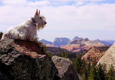 Scotch Terrier