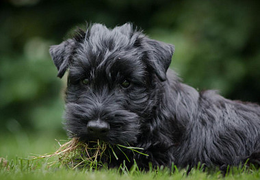 Scotch Terrier