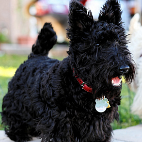 Scotch Terrier