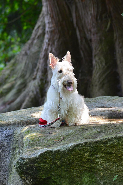 Wheaten Scotch Terrier