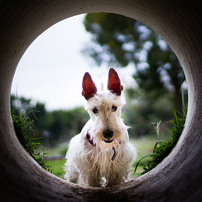 Scotch Terrier