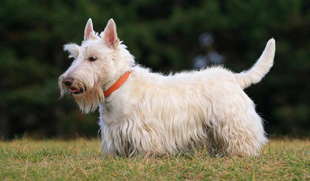 Scotch Terrier