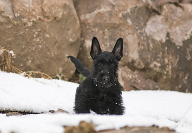 Scotch Terrier