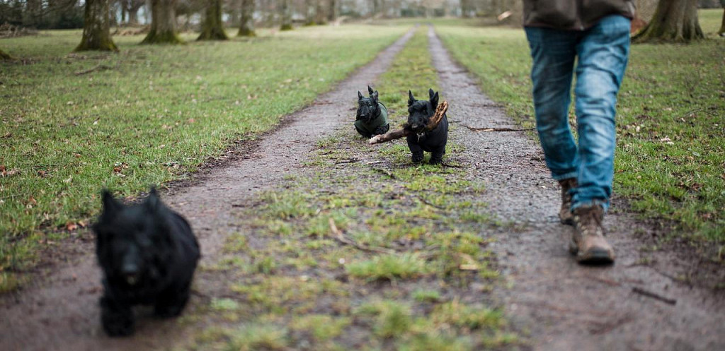 Scotch Terriers love long walks