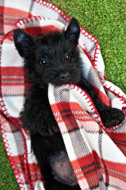 Scotch Terrier puppy